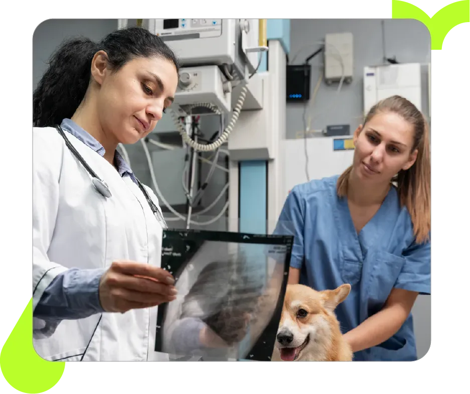 Veterinário e assistente examinando um raio X de um cachorro em uma clínica.