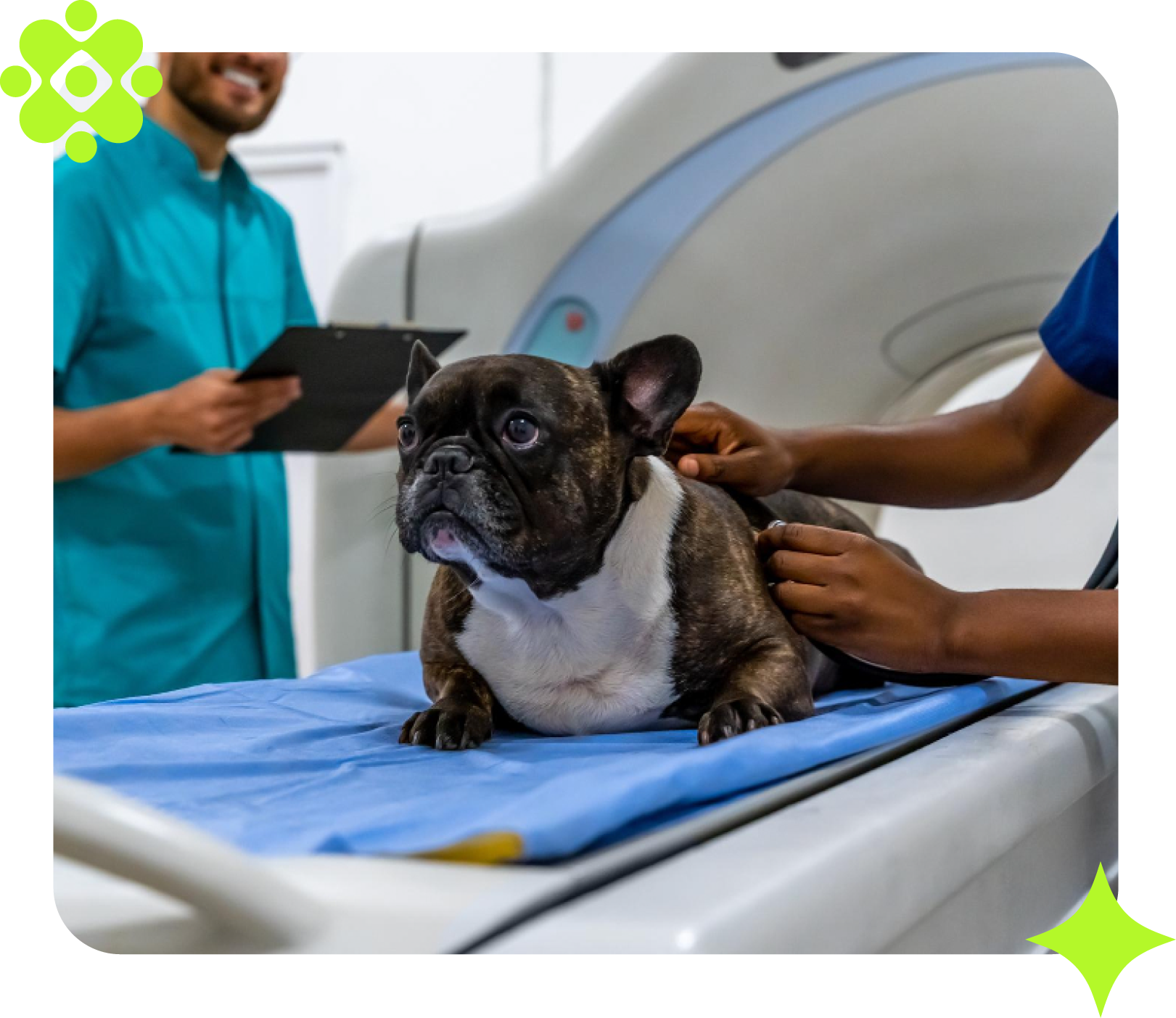 Cachorro passando por exame médico; duas pessoas auxiliando.