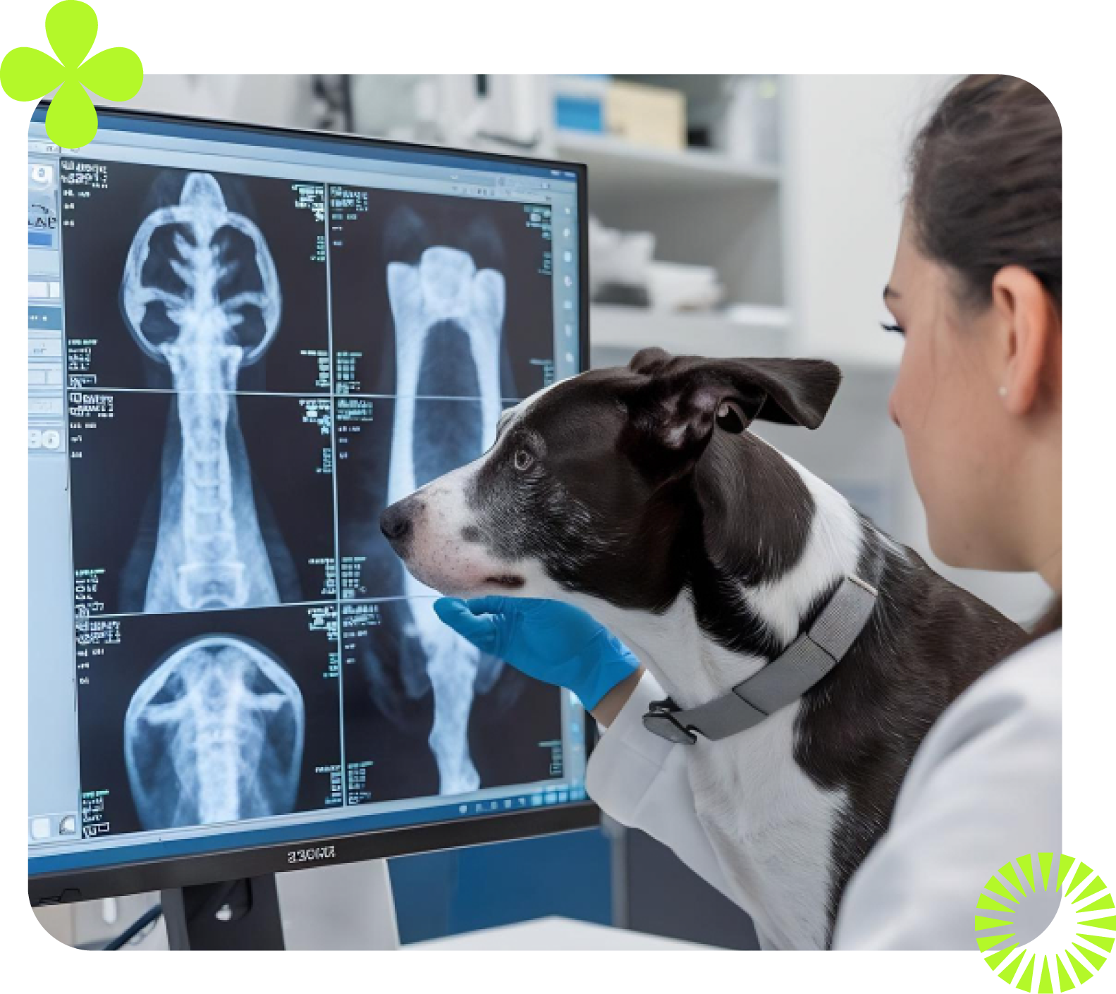 Veterinário e cachorro olhando para um raio-X na tela do computador. O cachorro é preto e branco, o médico usa luvas azuis.