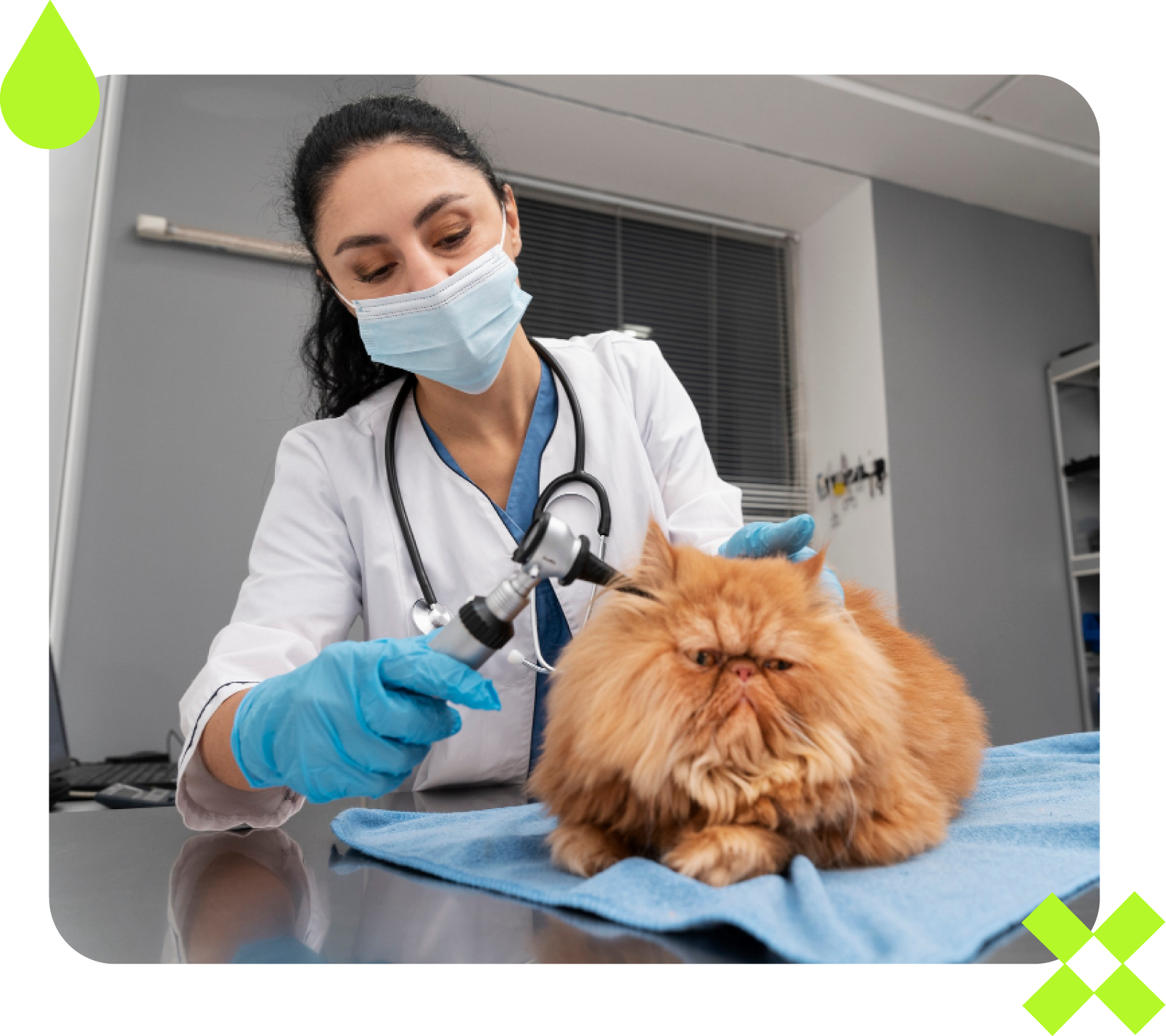 Veterinário examinando a orelha fofa de um gato laranja com um otoscópio; usando máscara e luvas.