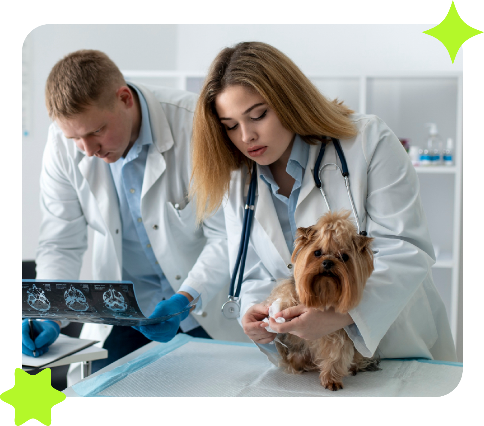 Dois veterinários examinam um raio-X enquanto um cachorrinho é segurado sobre uma mesa. Os veterinários estão em uma clínica.