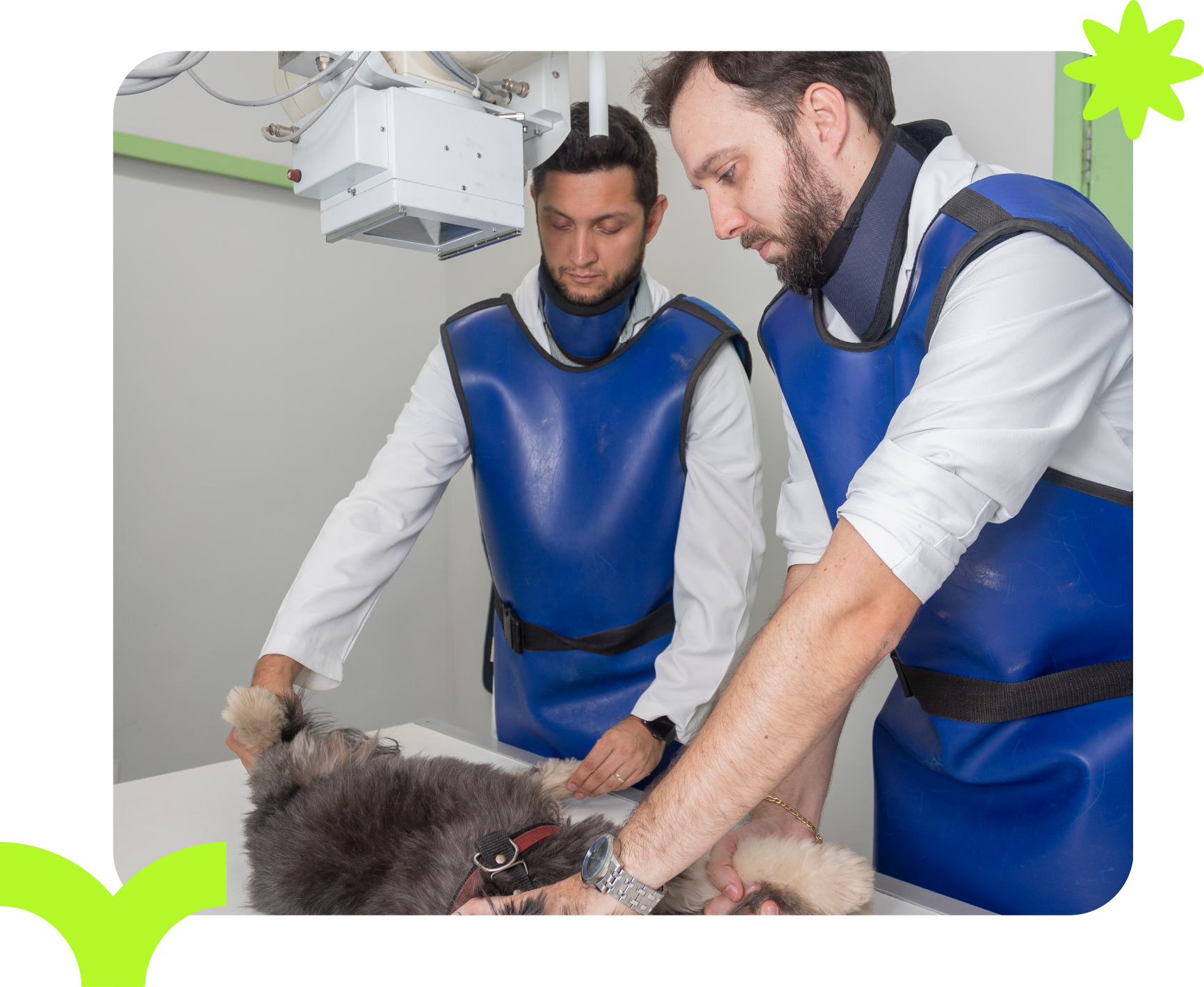 Dois veterinários com aventais de proteção azuis realizando um raio X em um cachorro em uma clínica.