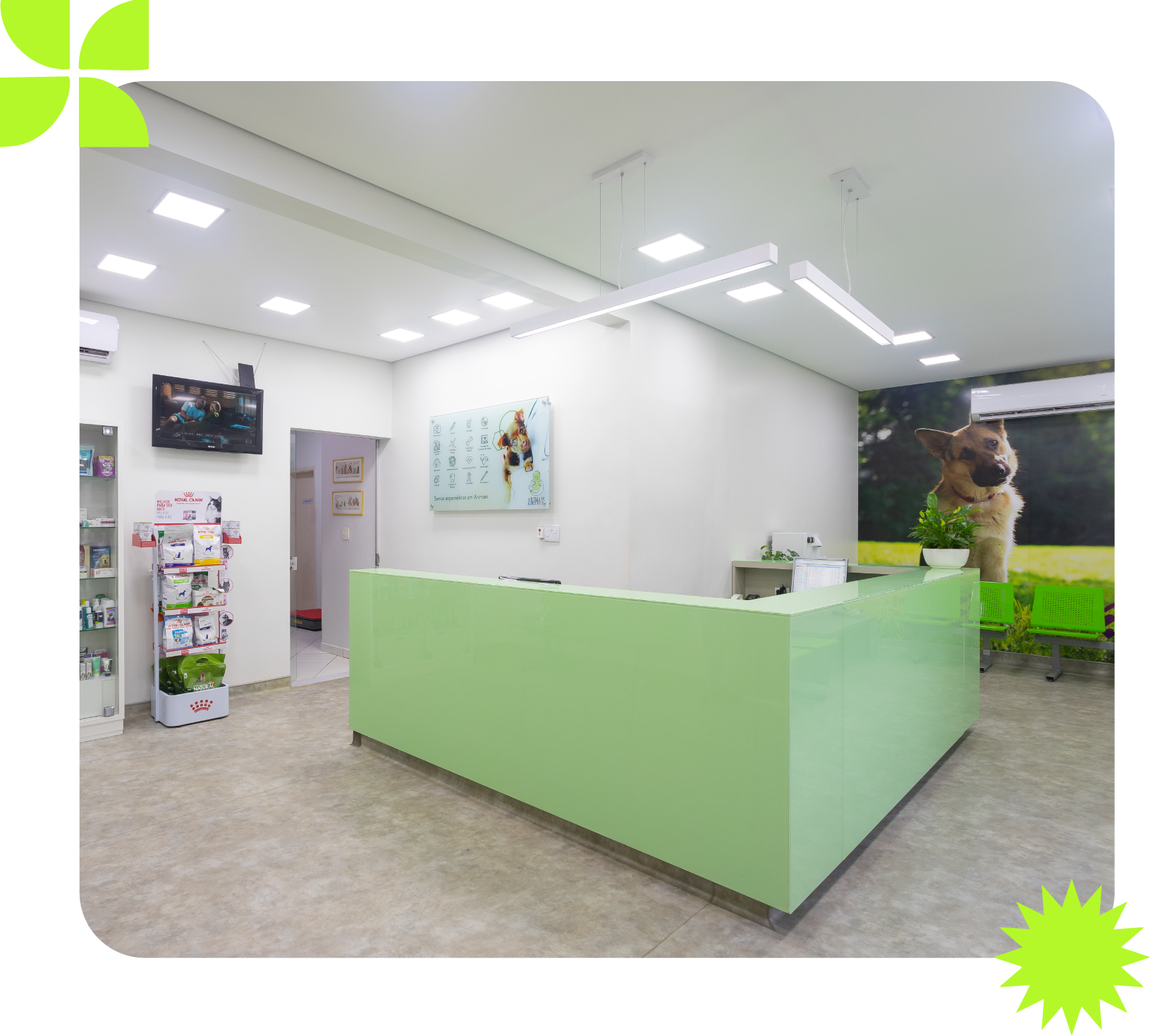 Área de recepção em uma clínica veterinária com um balcão verde, paredes brancas e um mural de cachorro.