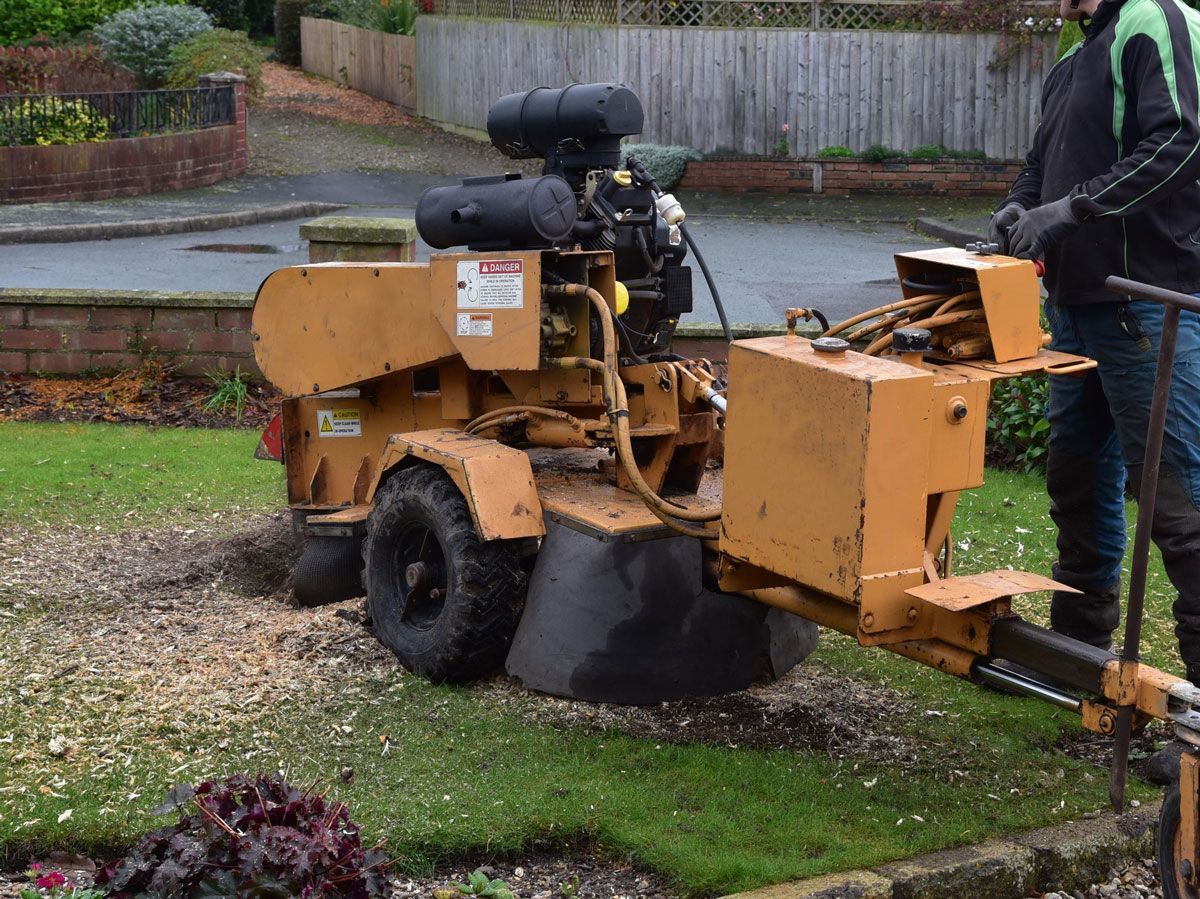 A man is using a stump grinder to remove a tree stump.