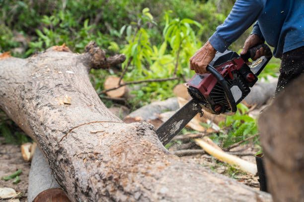 A man is cutting a large log with a chainsaw.