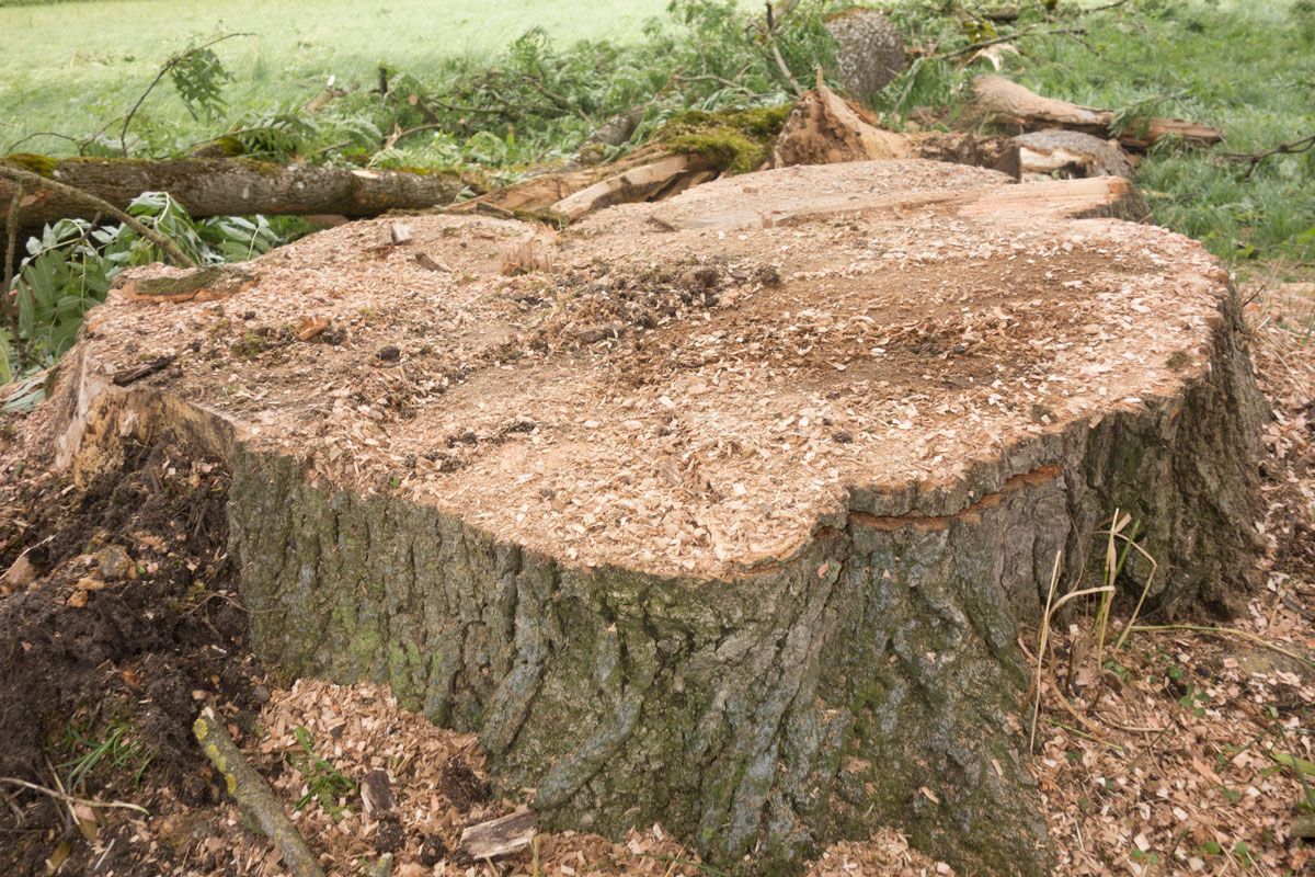 A large tree stump is sitting in the middle of a field.