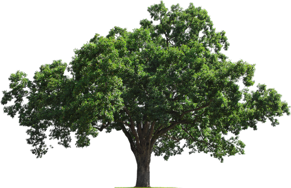 A tree with lots of green leaves on a white background A tree with lots of green leaves on a white background
