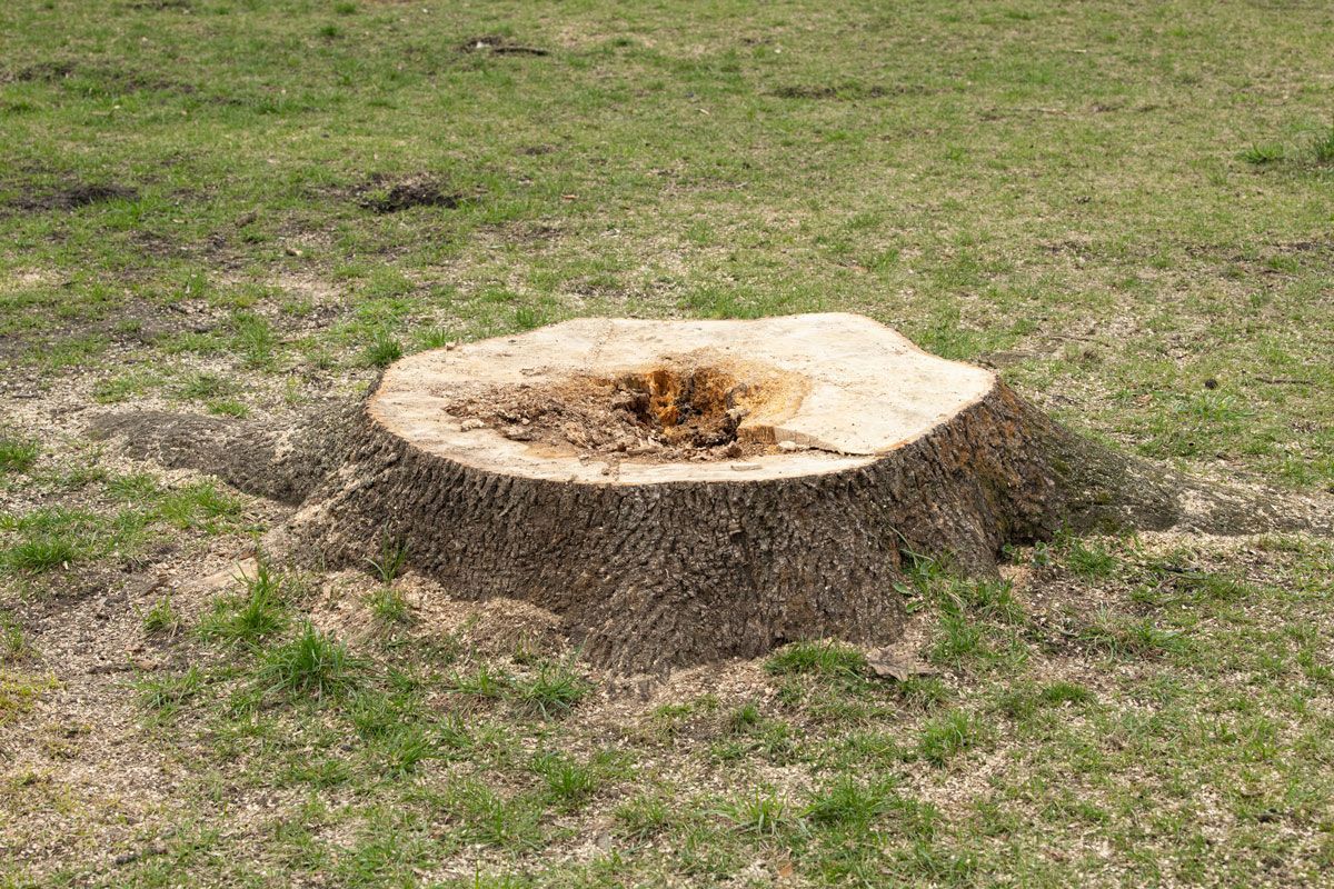 A large tree stump is sitting in the middle of a grassy field.