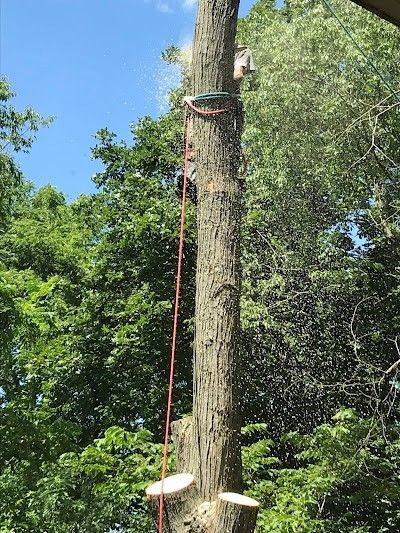 A man is climbing a tree with a rope attached to it.