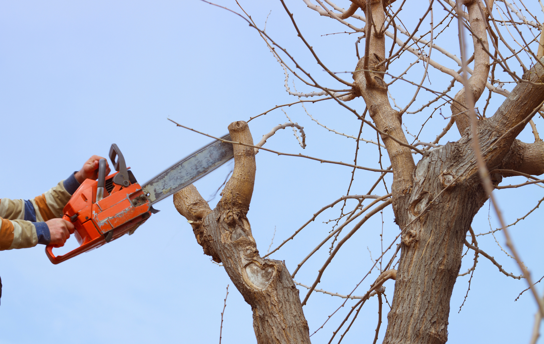 A man is cutting a tree with a chainsaw.