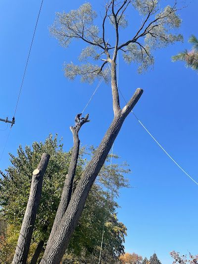 A man is cutting a tree with a chainsaw in a bucket.