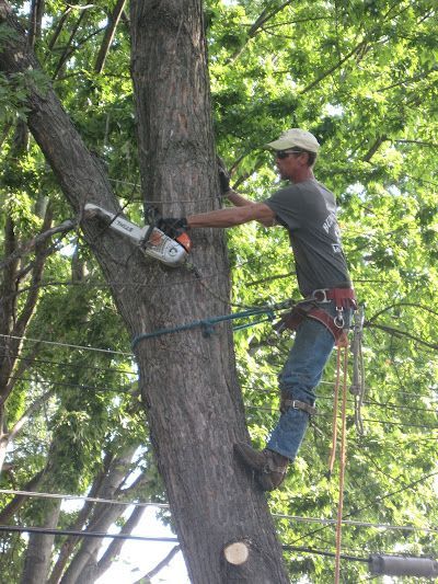 A man is cutting down a tree with a chainsaw.
