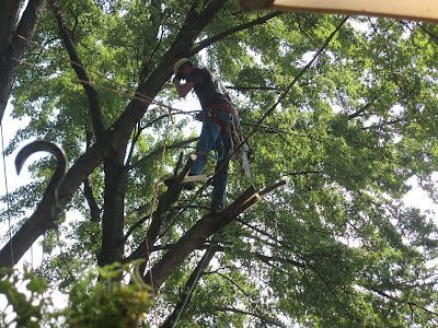 A man is cutting down a tree with a chainsaw.