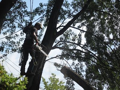 Person wearing safety gear and helmet uses climbing ropes to work on a tree, surrounded by green foliage.