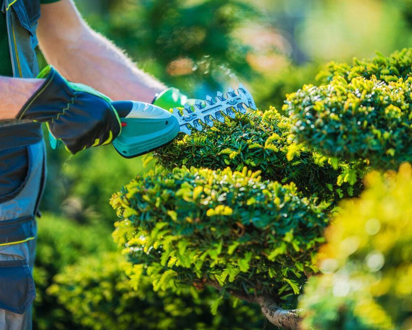 Garden Bush Trimming Service in Progress - Comprehensive Cleaning Services in Ballina