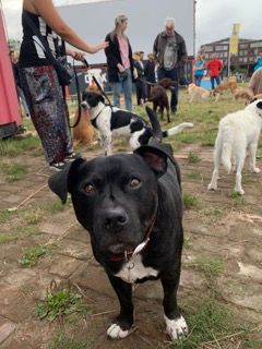 A black and white dog is standing in a field with other dogs.