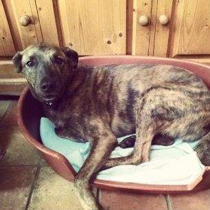 A dog is laying in a dog bed on a tiled floor.