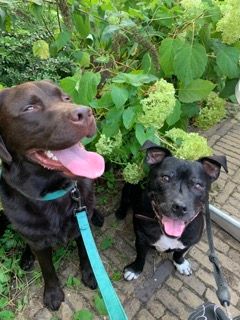 Two dogs are standing next to each other on a brick sidewalk.