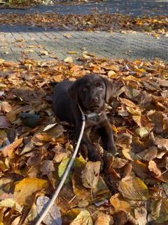 A puppy is laying in a pile of leaves on a leash.