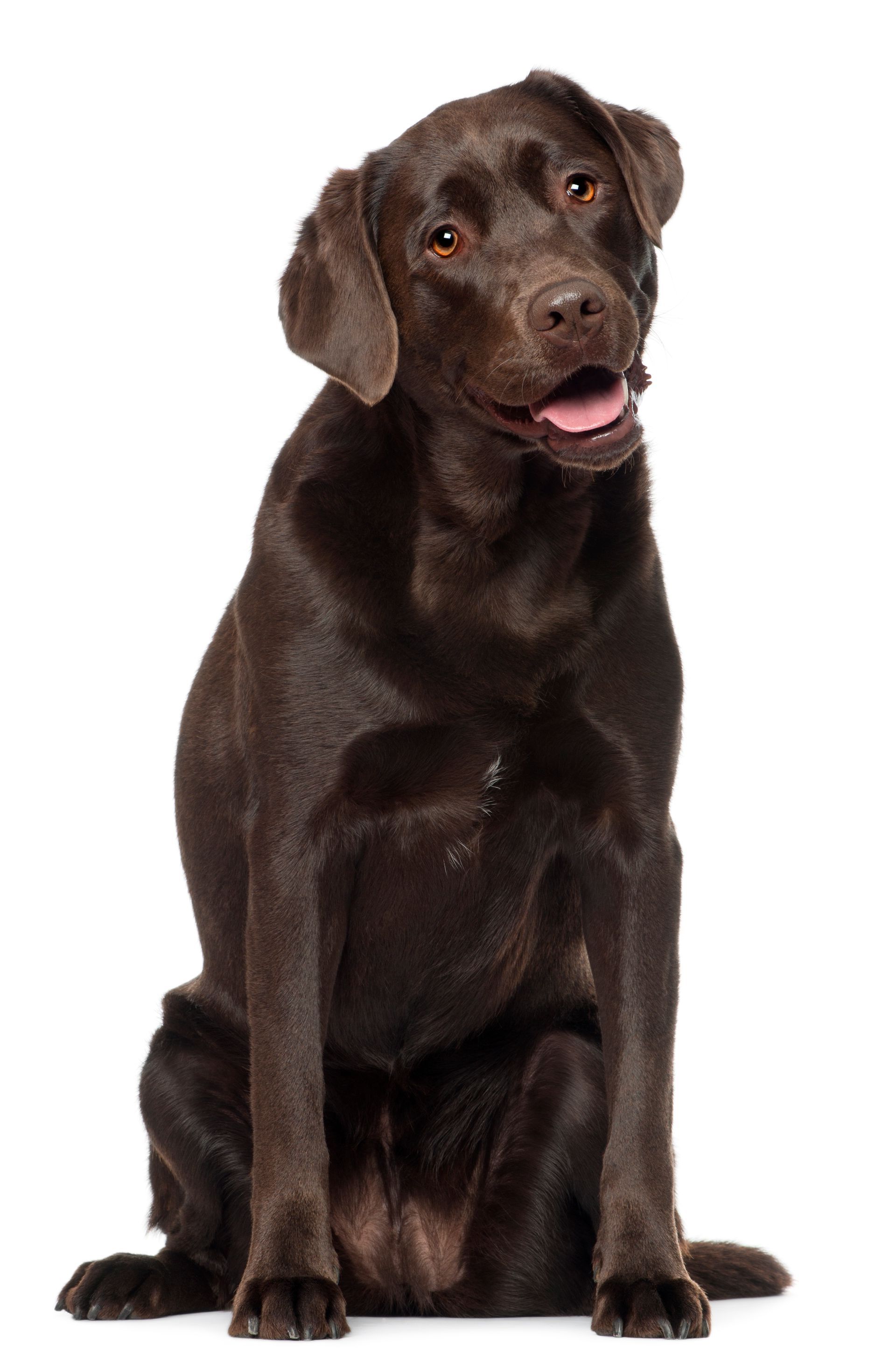 A brown dog is sitting in front of a white background