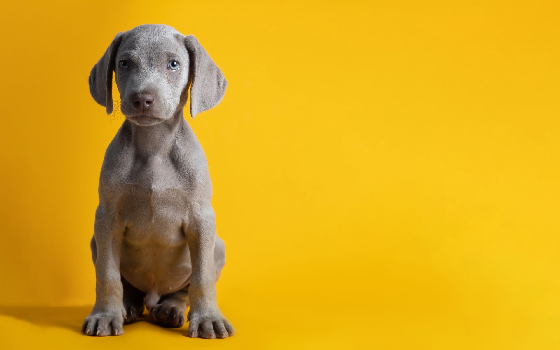 A gray puppy is sitting on a yellow background.