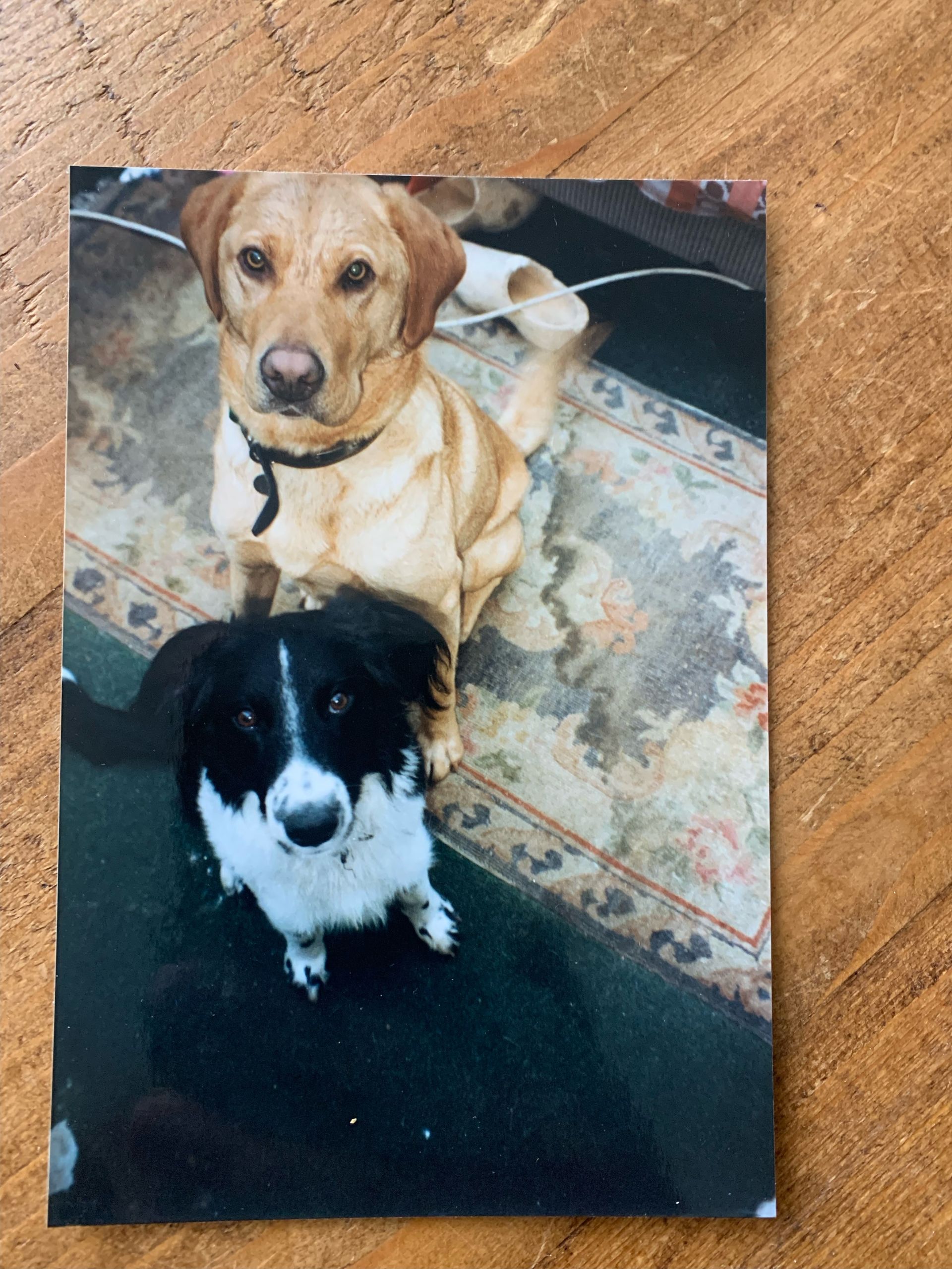 Two dogs are sitting next to each other on a rug