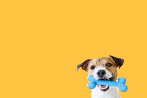 A dog is holding a blue bone in its mouth.