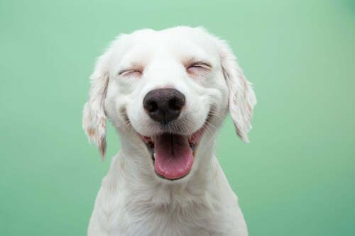 A white dog is smiling with its eyes closed and its tongue out.