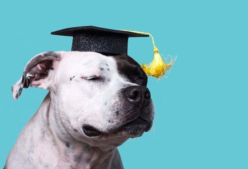 A dog wearing a graduation cap with a tassel on its head.