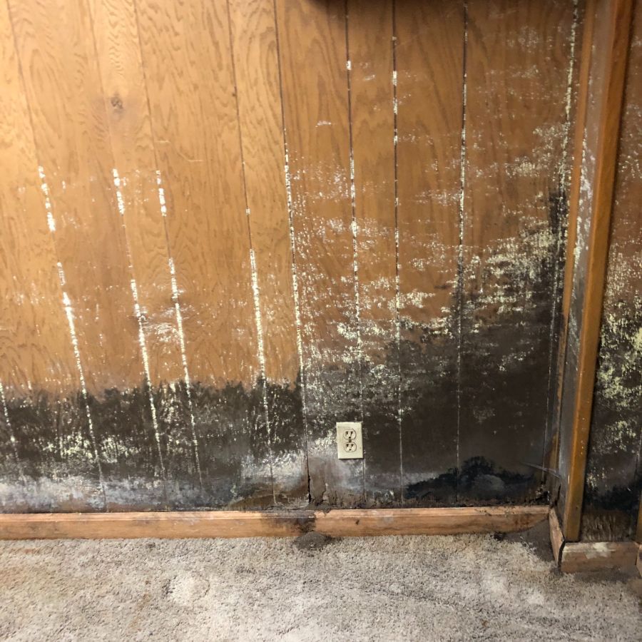 Mold growth on wood panel wall in Erie, PA