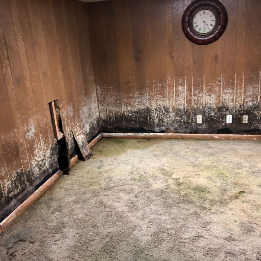 Wet carpet and moldy walls from leaky basement