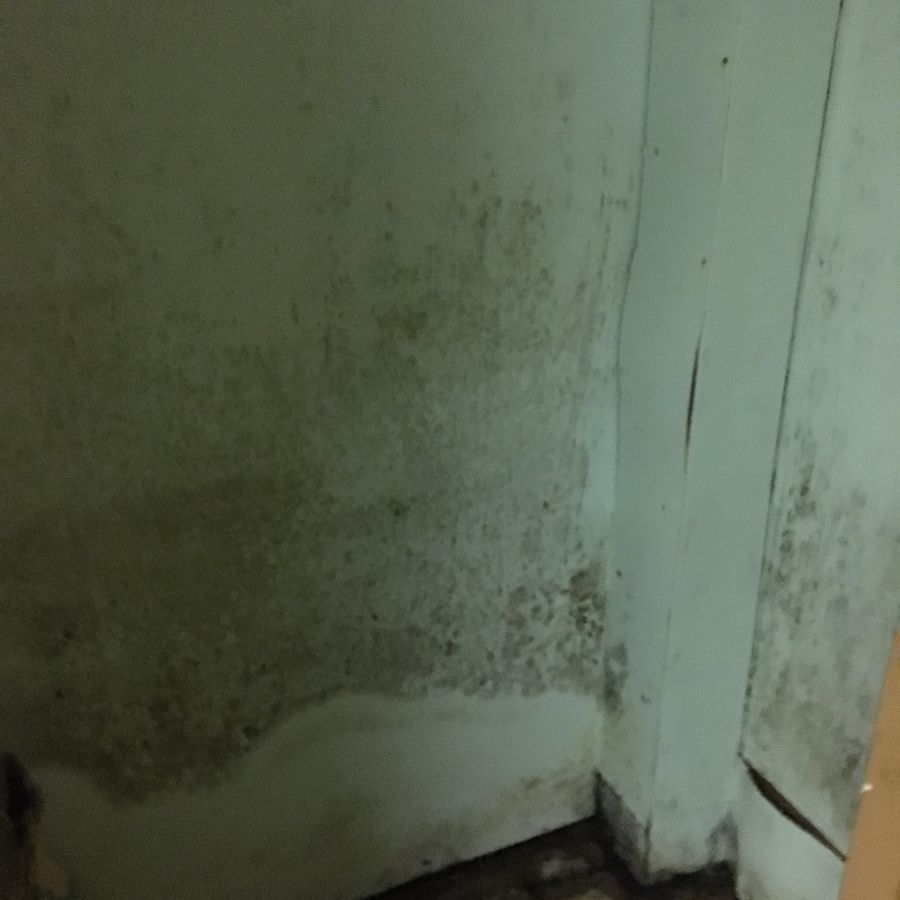 Home in need of mold removal service in Erie, PA