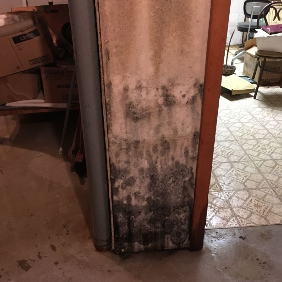Mold growing at the base of a wall