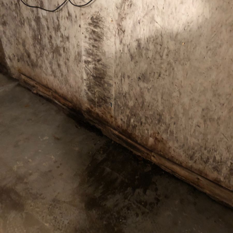 Puddle of water on floor near moldy basement wall