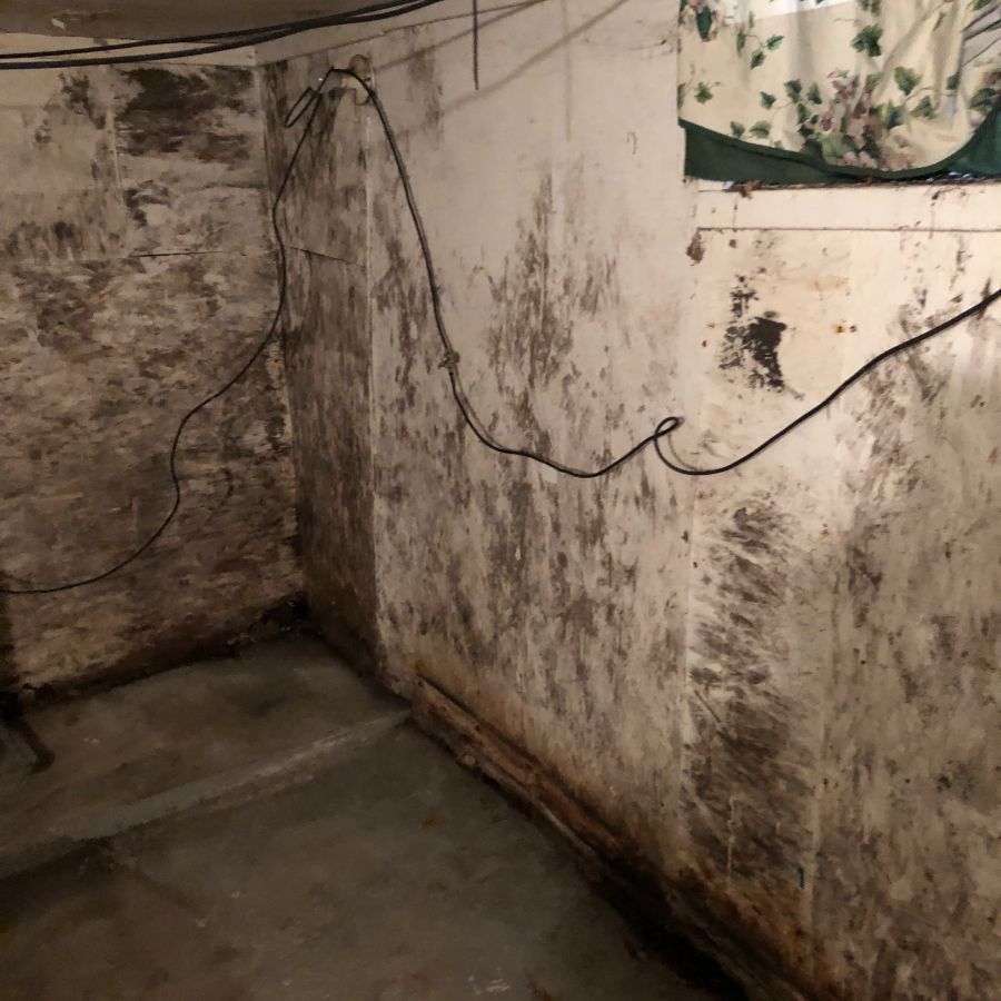 Wet basement in need of mold removal