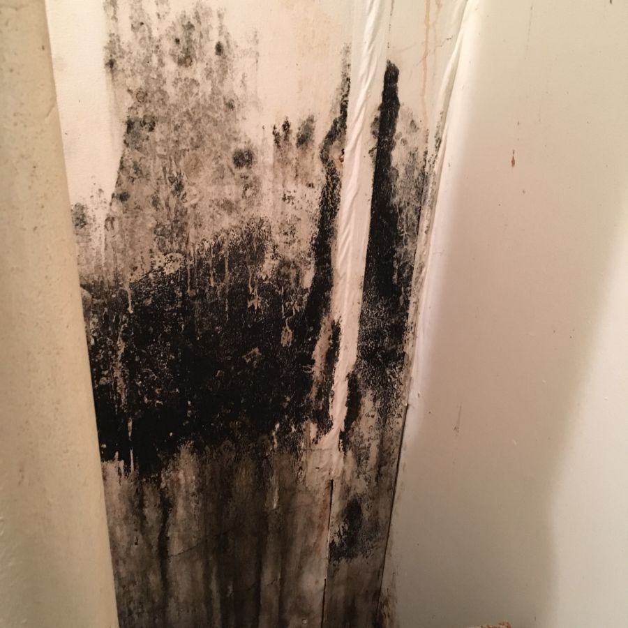 Dark colored mold in need of mold removal service