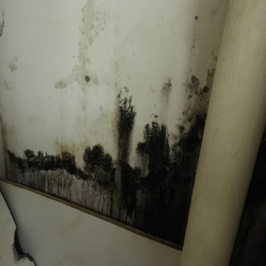 Mold growing on walls that is in need of mold removal service
