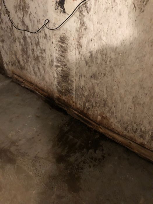 mold on a wall