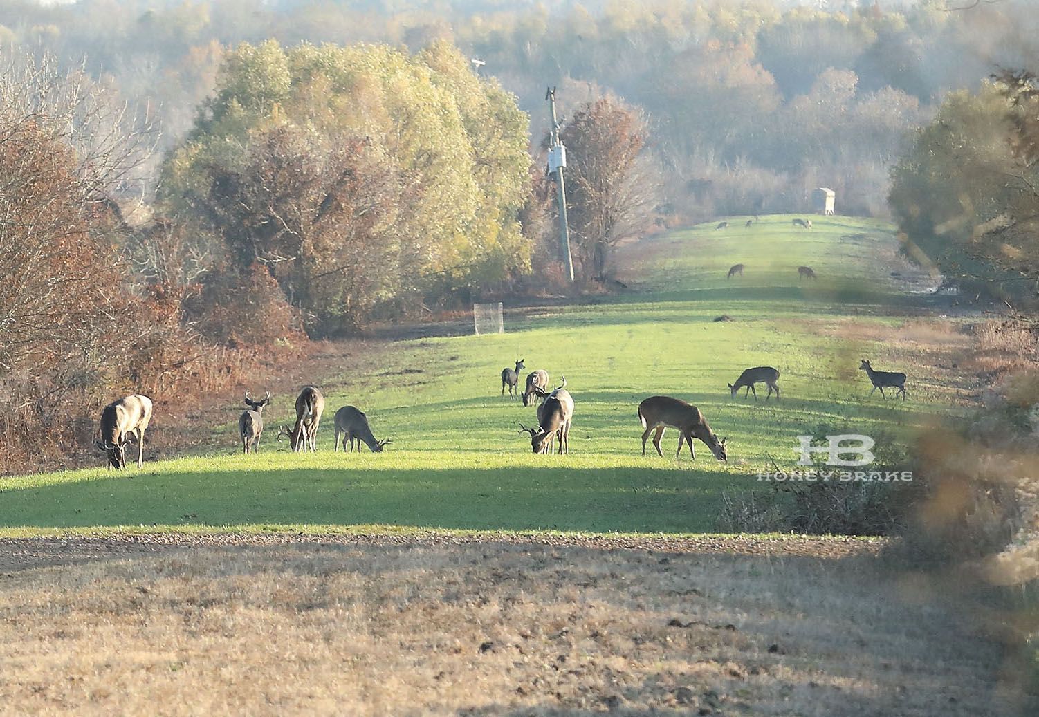 deer Louisiana hunting lodge