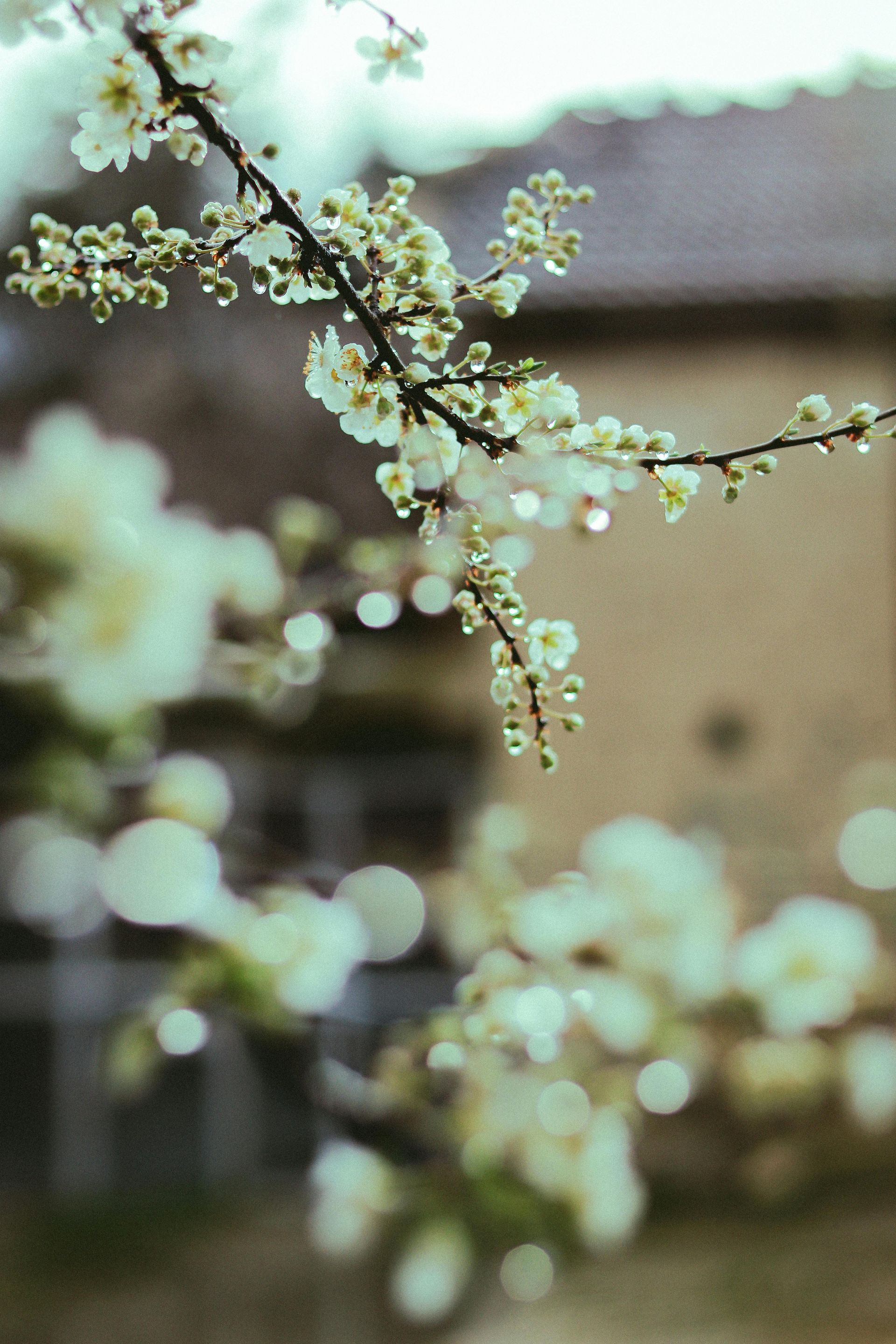 Blossoming white flowers on a branch in soft focus against a rustic building background