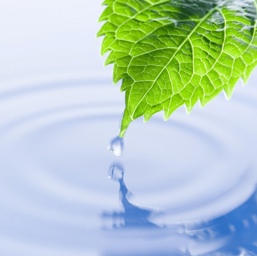 Leaf Touching Water