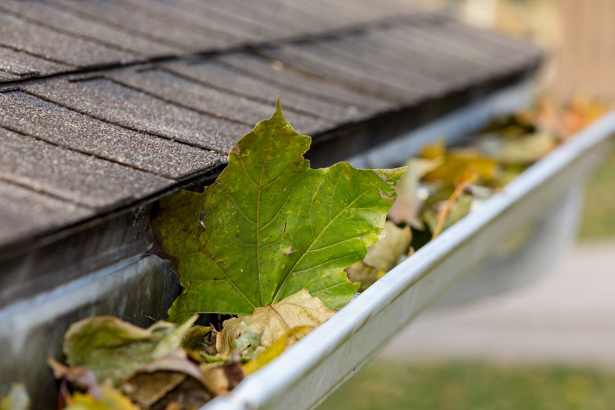 Gutters full of leaves before having a gutter clean service.