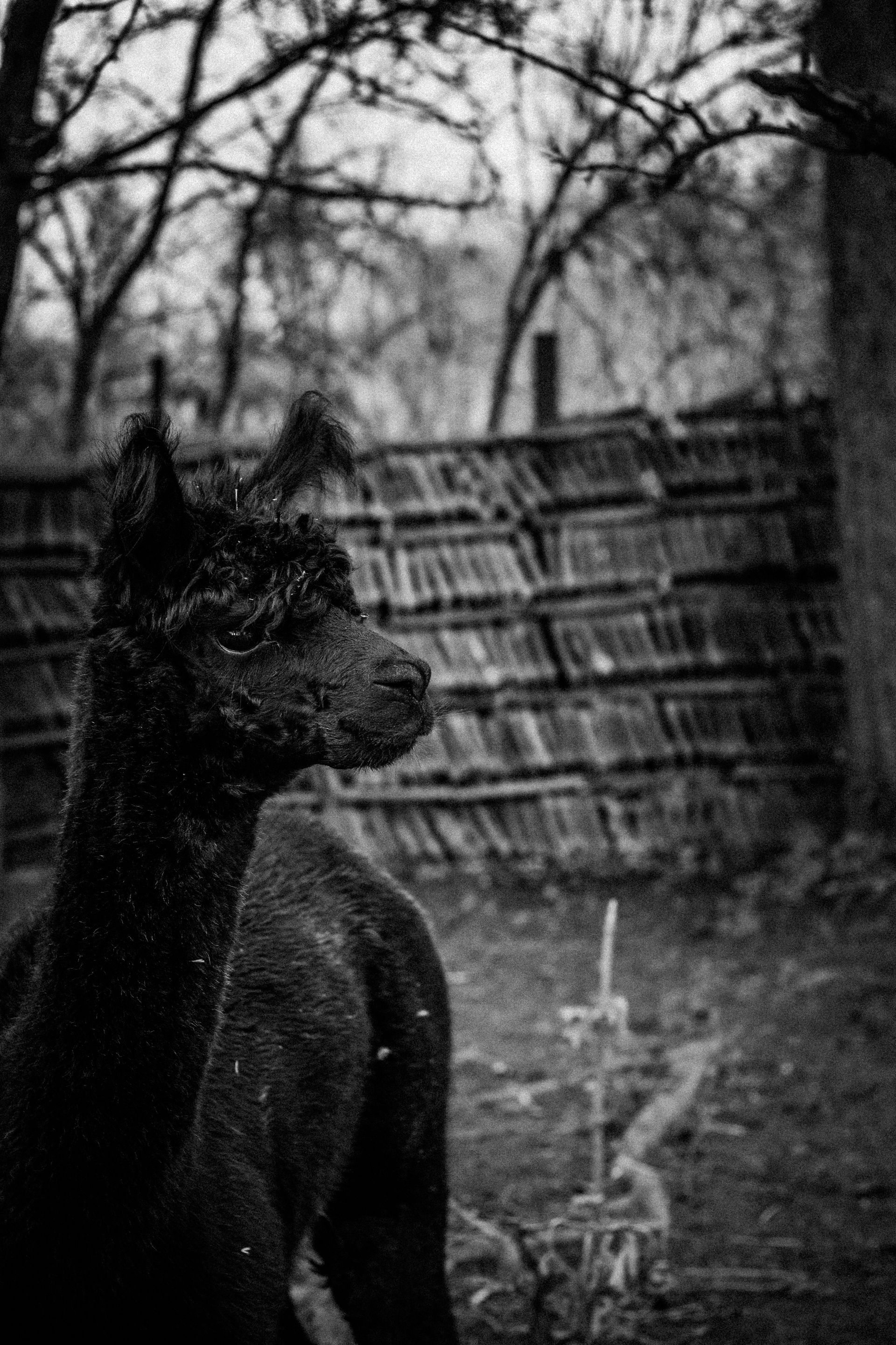 schwarz/weiß Fotografie von einem Alpakahengst