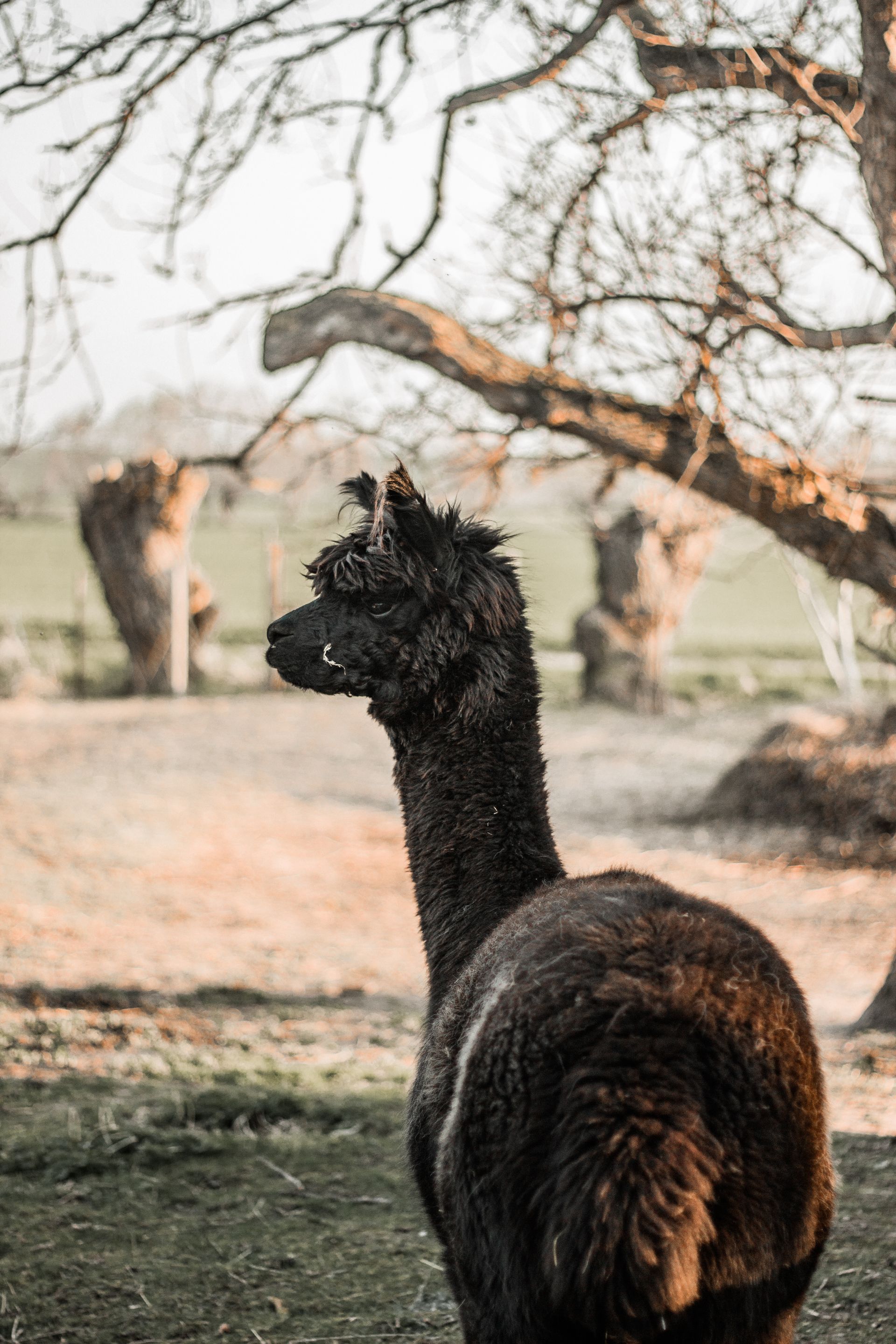 Fotografie von einem Alpakahengst im Herbst