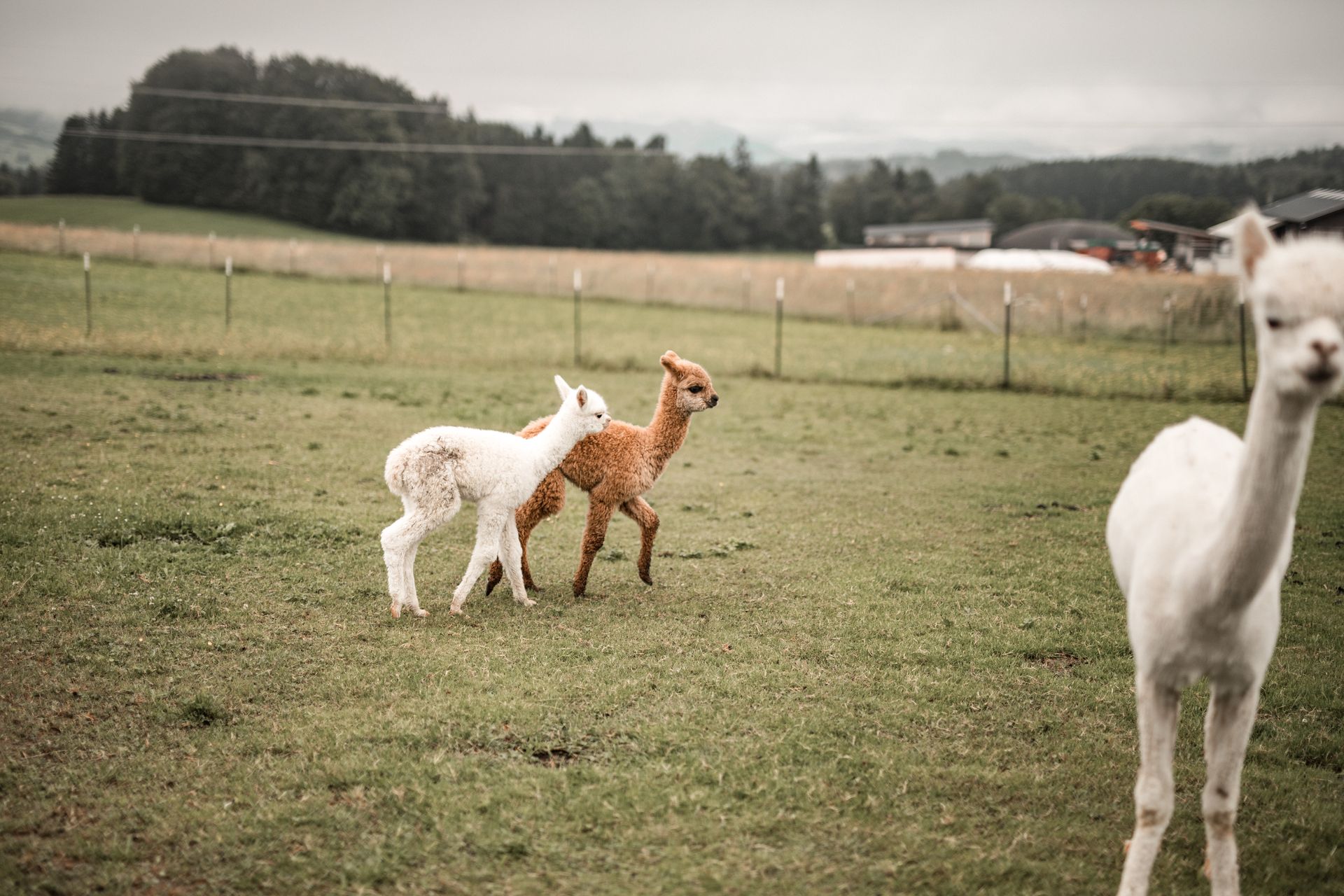 Foto von spielenden Crias auf der Weide