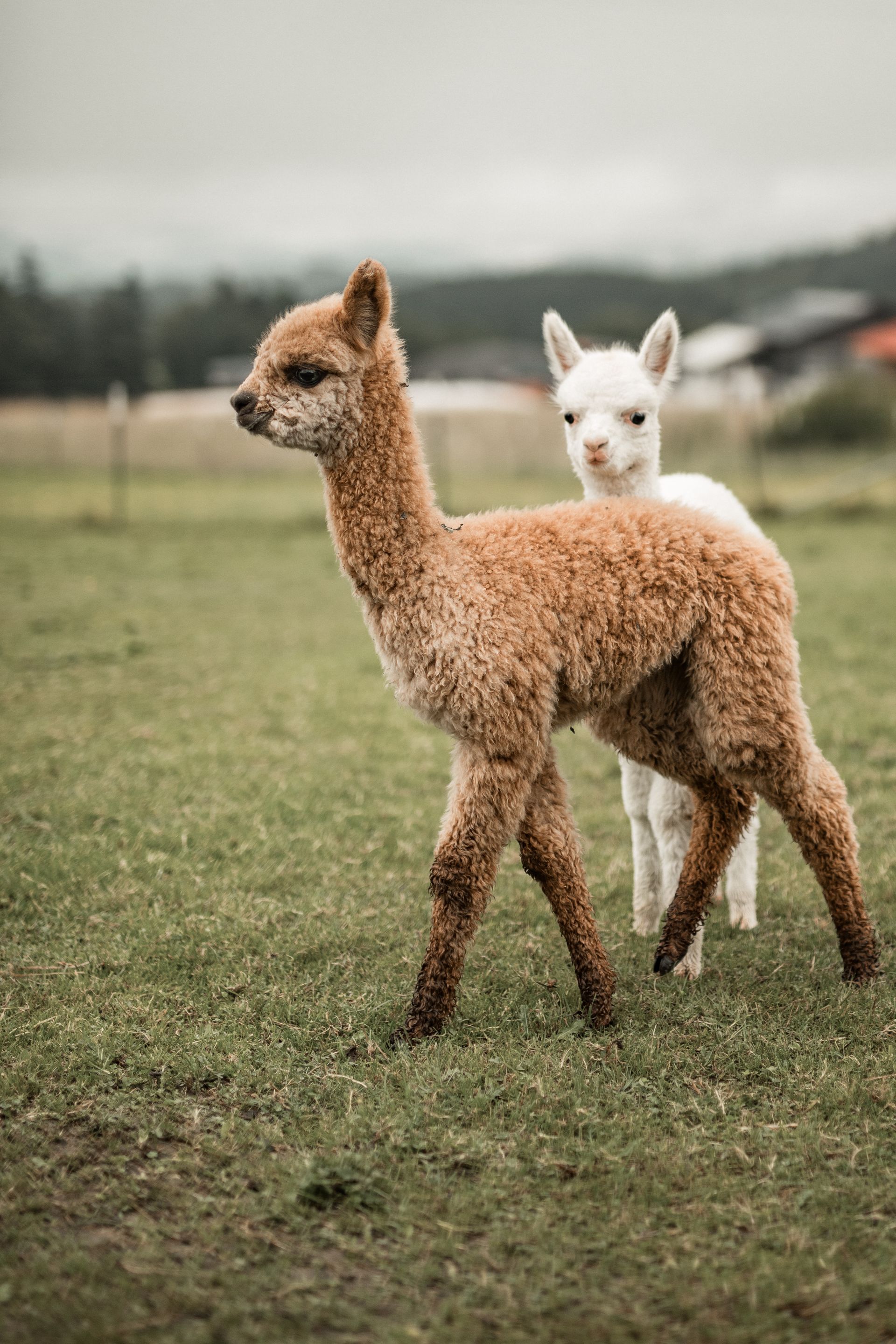 Fotografie von laufenden Crias auf der Weide