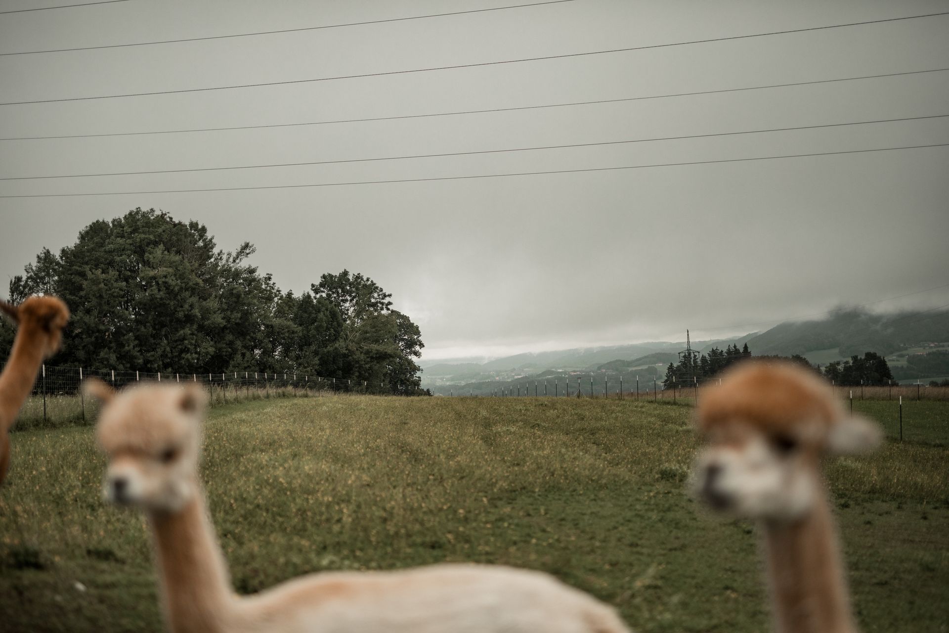 Landschaftsbild mit Alpakas unscharf im Vordergrund