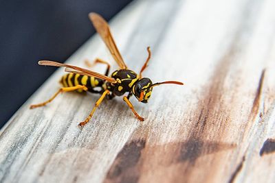 Close-Up of Wasp — Lake Mohegan, NY — CMA Pest Control Inc.