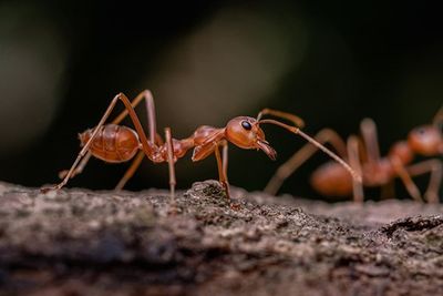 Red Ant — Lake Mohegan, NY — CMA Pest Control Inc.