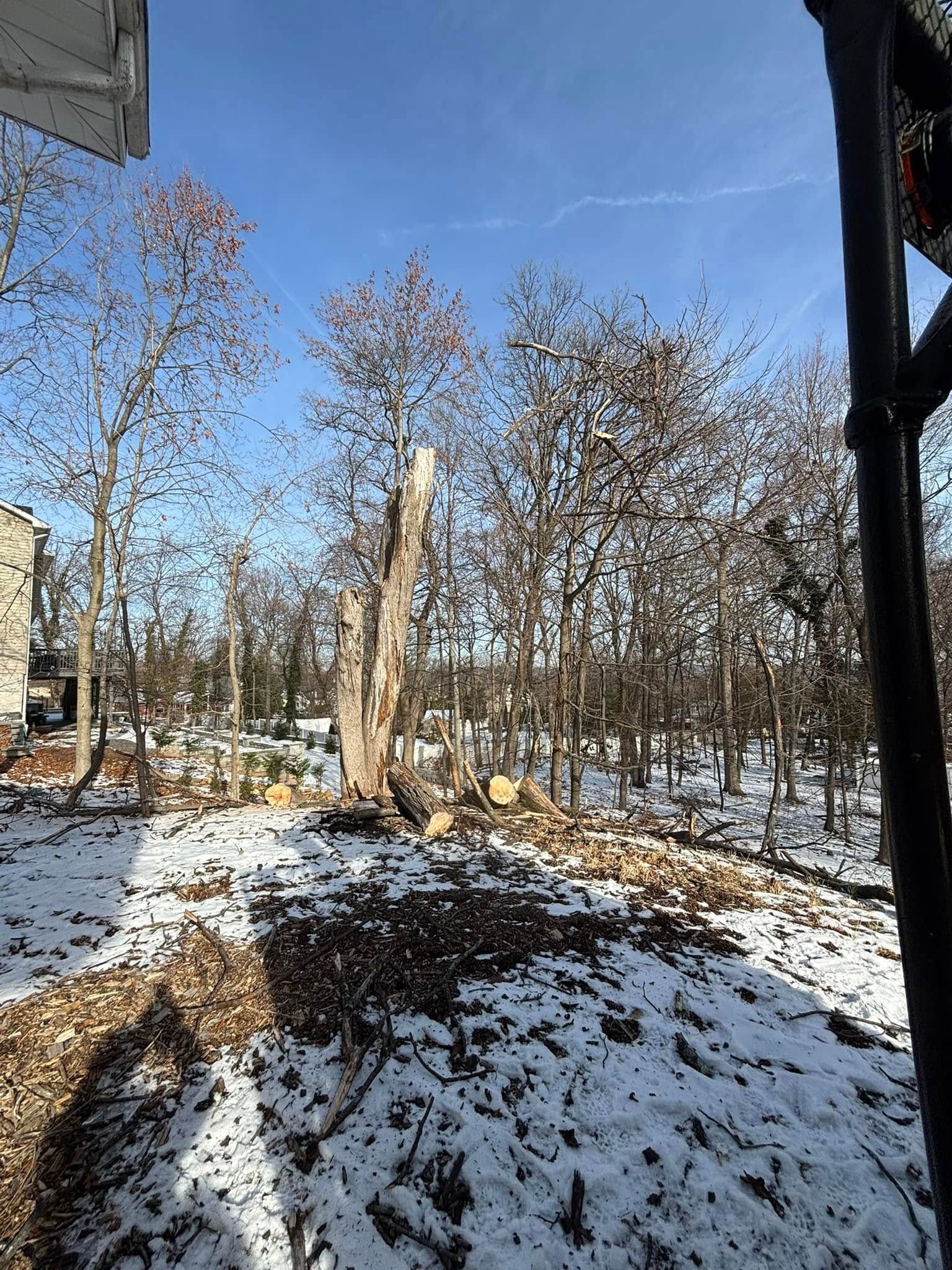 A snowy forest with trees covered in snow on a sunny day.